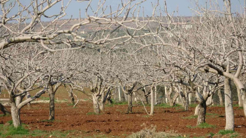 Kiliste çiftçiler gece çadırda gündüz tarlada