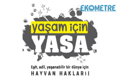 Hayvan hakkı savunucuları: Yasayı sokakta biz yazacağız