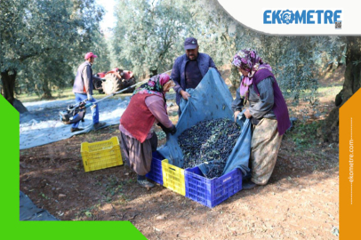 Marmarabirlik 1 kg zeytinin üretim maliyetini açıkladı